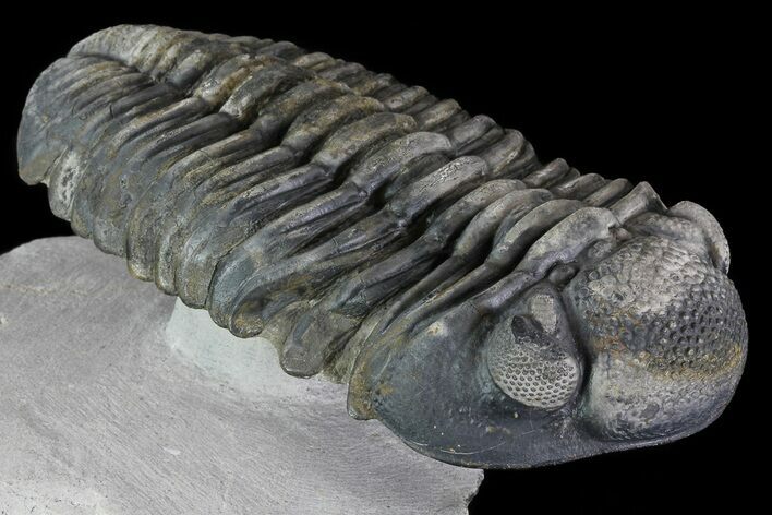 Drotops Trilobite - Large Specimen! #76408